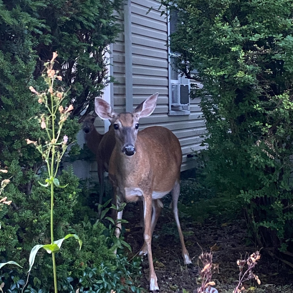 Meet your Posher, Soda